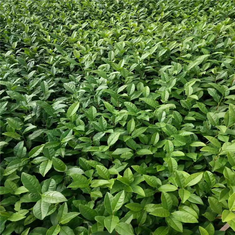 贵州茶苗品种大全 基地直销产地批发