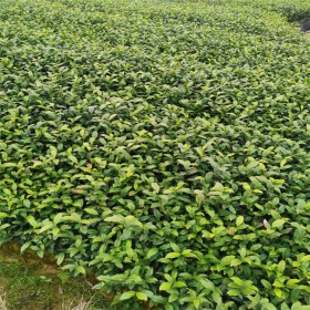 福鼎大白茶苗移栽苗  一年生新品种茶树苗子   新品茶苗