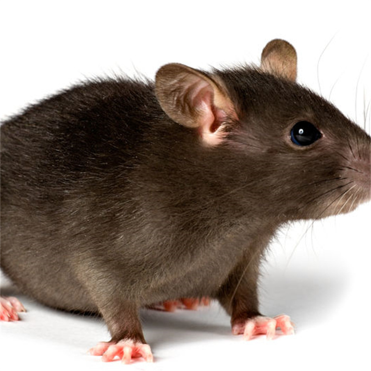 商场酒店上门灭鼠 专业除虫害餐厅超市杀虫灭鼠工程