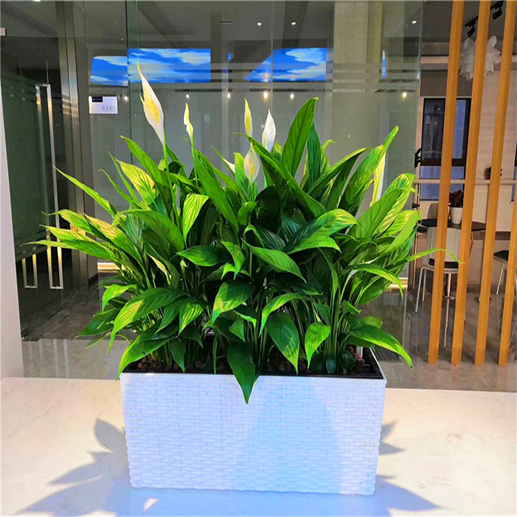 精美小型植物展示-适合边柜，保密柜等 办公室花卉盆栽出租养护
