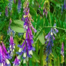 光叶紫花苕种子 厂家基地批发草坪种子 量大优惠