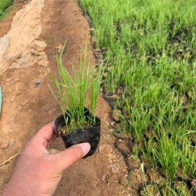 紫叶狼尾草小苗批发 苗圃直销紫叶狼尾草  狗尾草种子