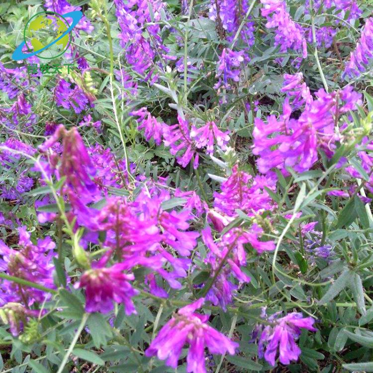 基地批发绿肥种子供应光叶紫花苕 光叶观赏花紫花苕种子 量大优惠