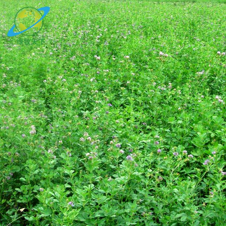 四川紫花苜蓿种子 草种 牧草种子 多年生牧草