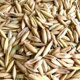 牧草种子 成都燕麦种子销售 甜燕麦 黑燕麦 护坡绿化燕麦