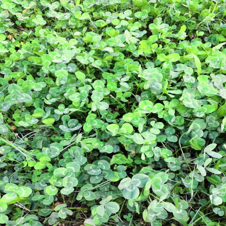白三叶三叶草裸种海法惠亚胡依阿绿化草坪种子绿肥草籽批发商