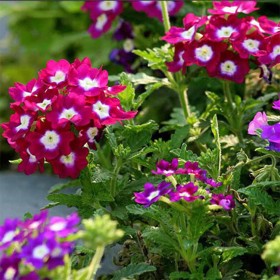美女樱虞美人紫茉莉向日葵万寿菊野花组合种子 观赏花卉花种