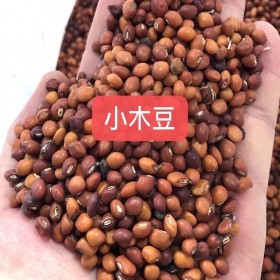 四川种子批发 木豆种子价格