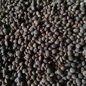 基地批发供应箭舌豌豆种子  大巢菜种子量大优惠