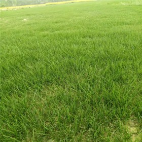 成都批发草坪种子 混播草皮 台湾二号 马尼拉 百慕达草皮种子 草籽