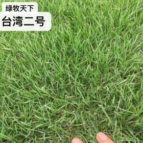 四川草皮 混播草皮 台湾二号 马尼拉 草皮种子 草籽