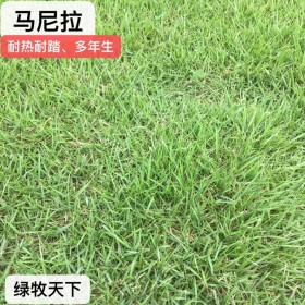 四川厂家直销混播草皮 台湾二号 马尼拉 草皮种子 专业绿化草籽批发
