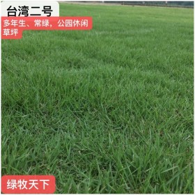 四川厂家直销草皮种子 台湾二号 绿化种子 专业绿化草籽批发