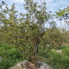 杨梅2-4米冠幅 园林绿化果树 城市绿化风景观观形植物