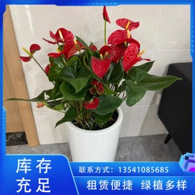 办公室花卉租赁 绿植租摆 四季常绿种类多 园林绿化工程