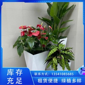 花卉盆栽出租 喜阴植物 绿化装饰办公室绿化美陈组景