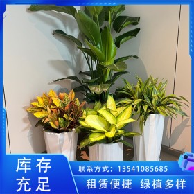 写字楼室内大小型盆植物租赁 绿化设计 上门定期养护