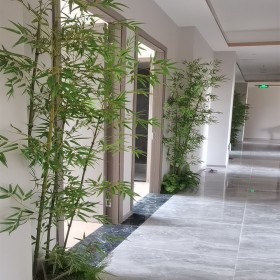 绿化养护 植物租赁 绿植租赁 净化空气 办公室大厅植物