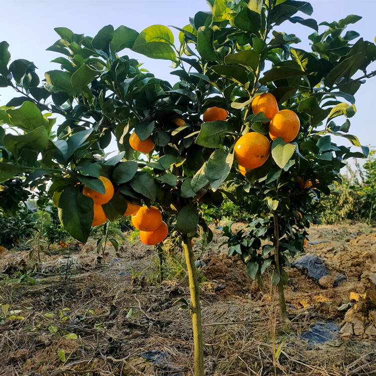 盛照爱媛红美人柑橘苗基地直发 挂果率高 提供建园指导