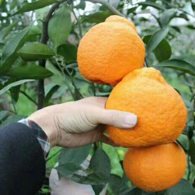 盛照不知火果苗柑橘苗基地直发 挂果率高 提供建园指导