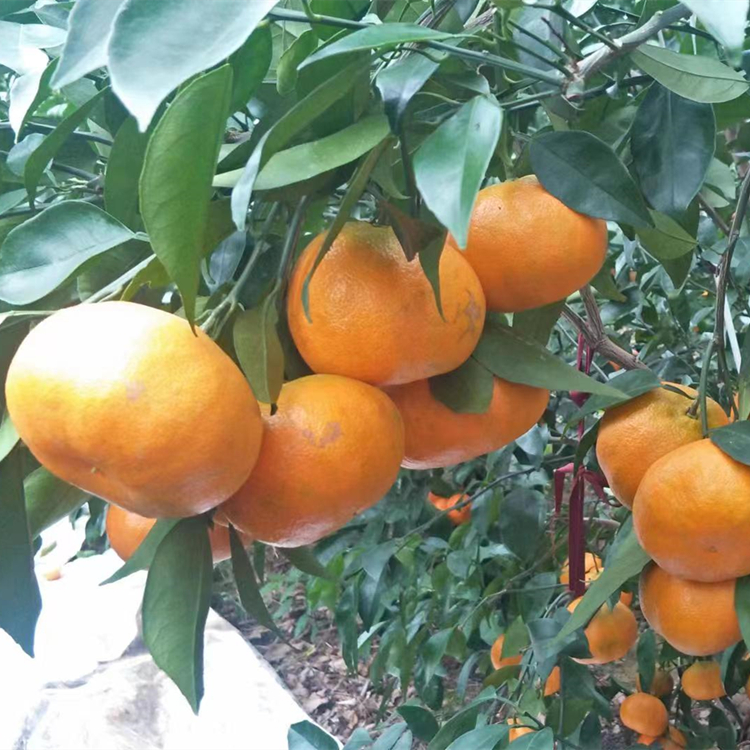 盛照明日见水果苗柑橘苗基地直发 挂果率高 提供建园指导