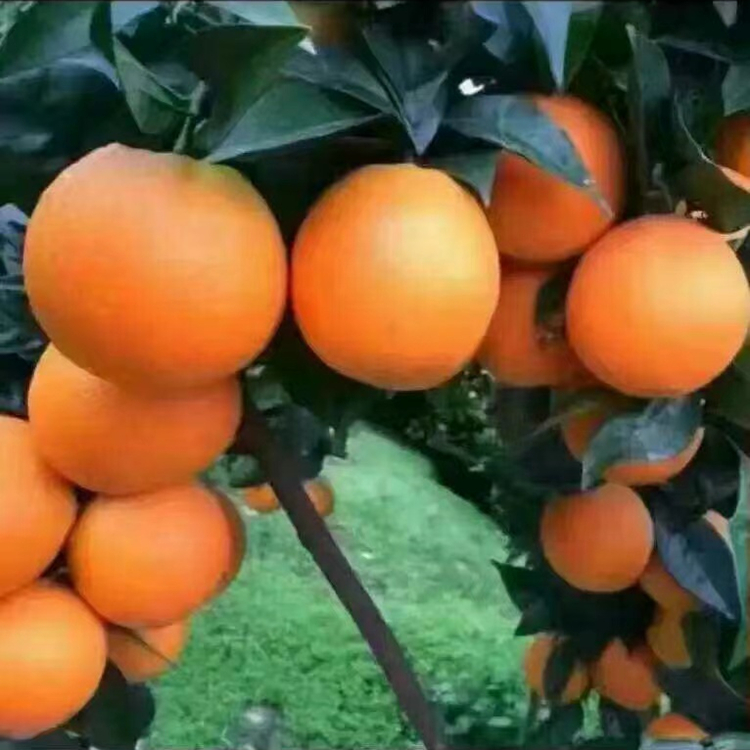 盛照脐橙苗 柑橘苗基地直发 挂果率高 提供建园指导