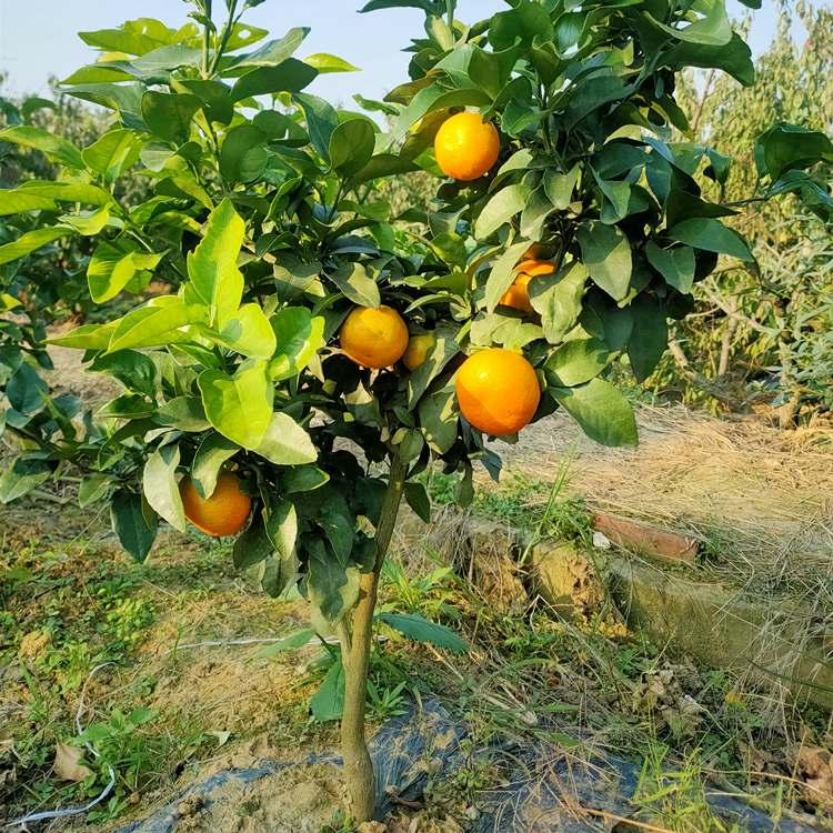 盛照沙糖桔苗 柑橘苗基地直发 挂果率高 提供建园指导