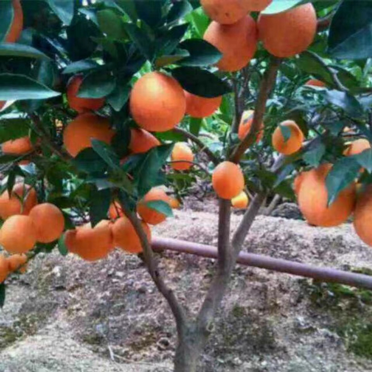 盛照沃柑苗 柑橘苗基地直发 挂果率高 提供建园指导
