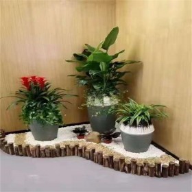 温江新办公室植物租摆   空气净化除甲醛   提供上门设计摆放