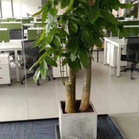 办公室大型植物出租 绿色植物盆栽租摆 免费设计