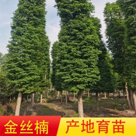 10公分金丝楠种植 高度5米四川小叶桢楠树