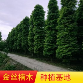 金丝楠木树 D10~25公分金丝楠木树苗 冠幅W150cm