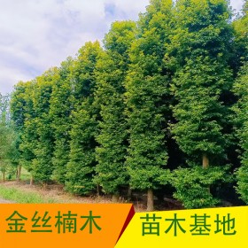 金丝楠木树批发 高度1~5米金丝楠木树种植基地