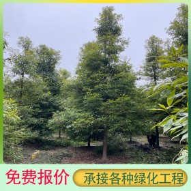 小叶金丝楠木树12-16-18-20-30-40公分四季常绿小叶桢楠