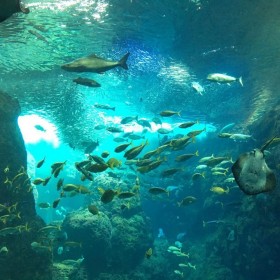 水族馆亚克力鱼缸 大型工程鱼缸设计安装 喜兔科技