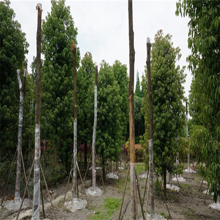 香樟树基地 四川成都香樟树园林 常年供应大量精品香樟树
