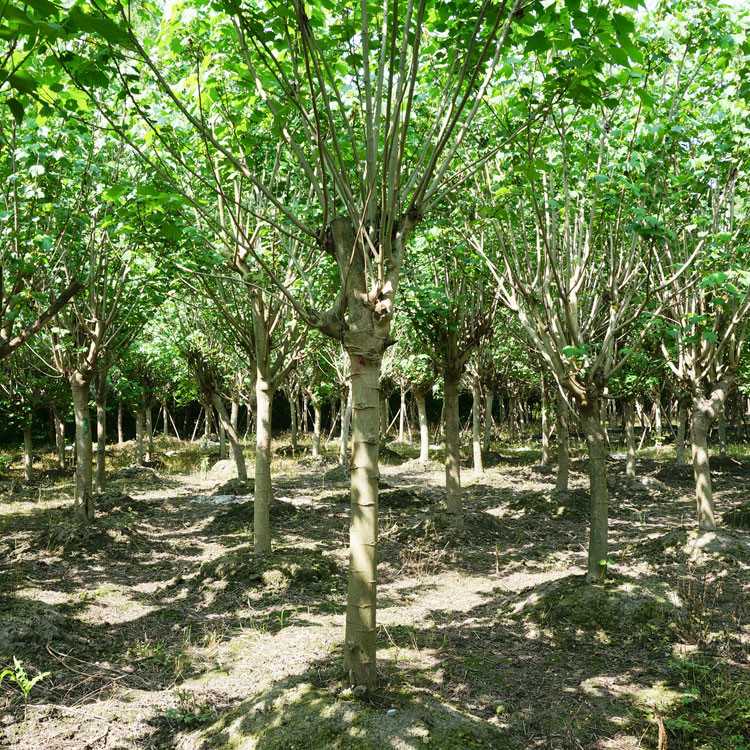 绿化苗木栽培后的养护措施