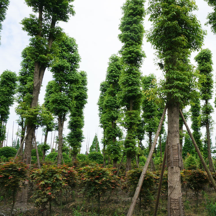 绿化苗木栽培后的养护措施
