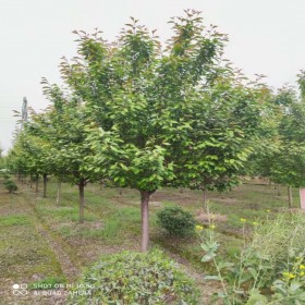 樱花厂家直销 风景绿化树樱花树 价格优惠 子卉苗圃场