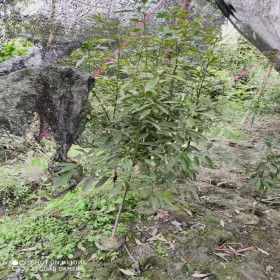 桢楠工程用苗 大量出售的小叶桢楠小苗批发基地 桢楠基地工程苗