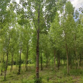 杨树常年批发 基地供应杨树苗 杨树苗木 速生杨树 规格齐全种类多