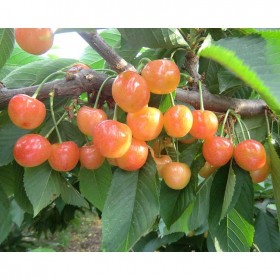 果皮薄且柔软水晶樱桃苗 南方种植果树易结果