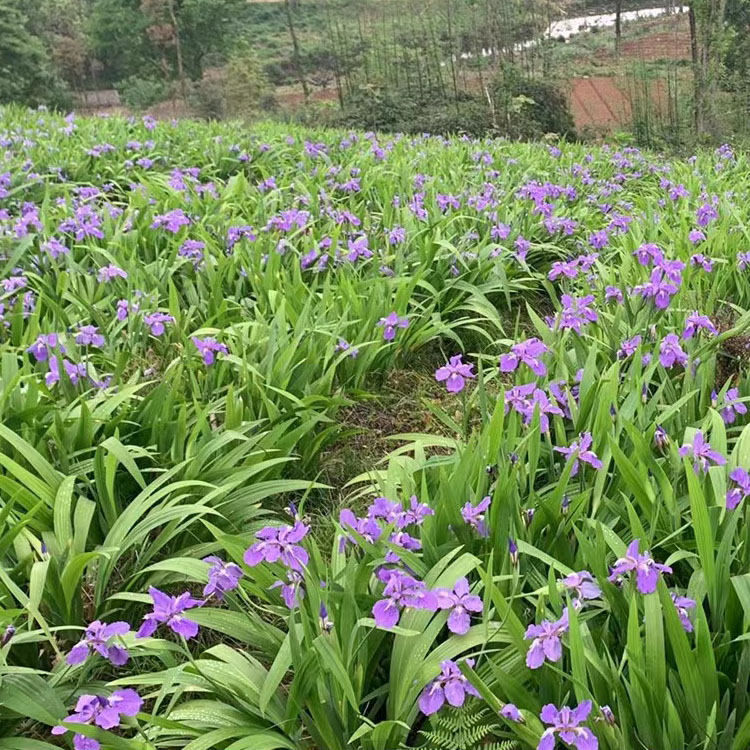 白芨 盆栽地栽小苗 园林景区小区造景工程花卉