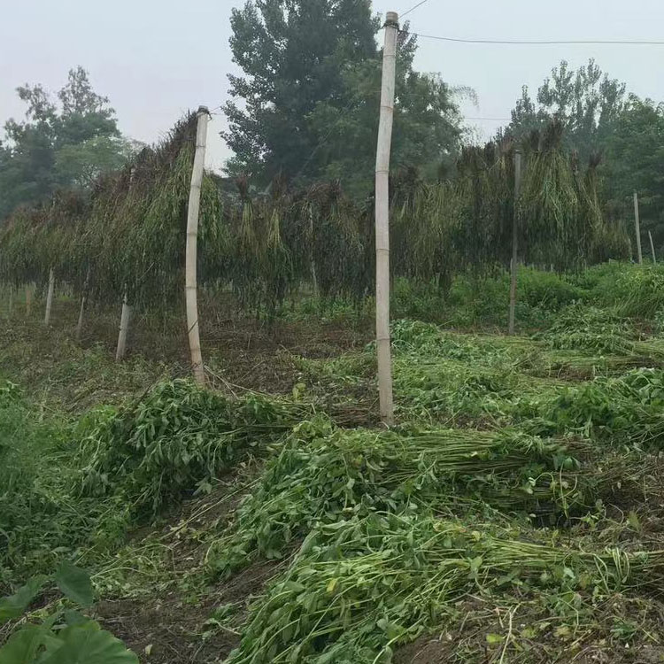 薄荷 观赏花卉盆栽 庭园花坛花镜绿植造景苗