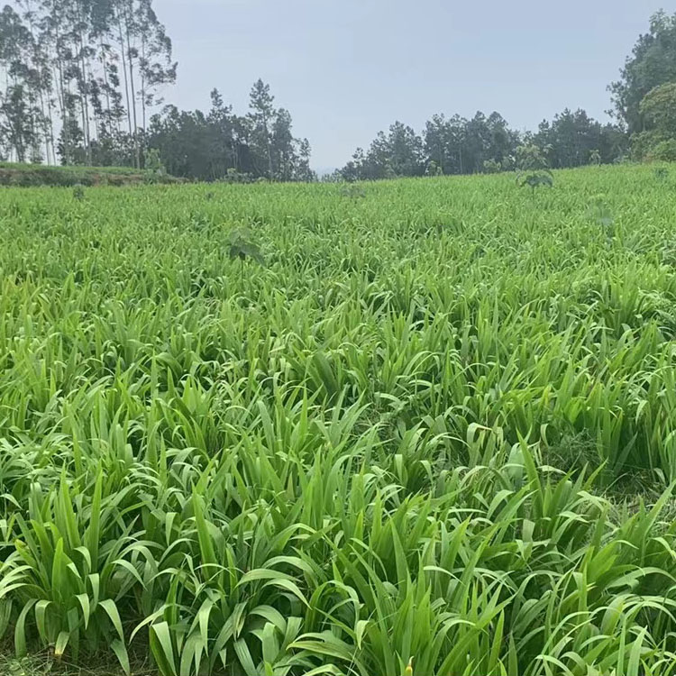 川射干苗 基地种植鸢尾科植物干燥根茎 批发