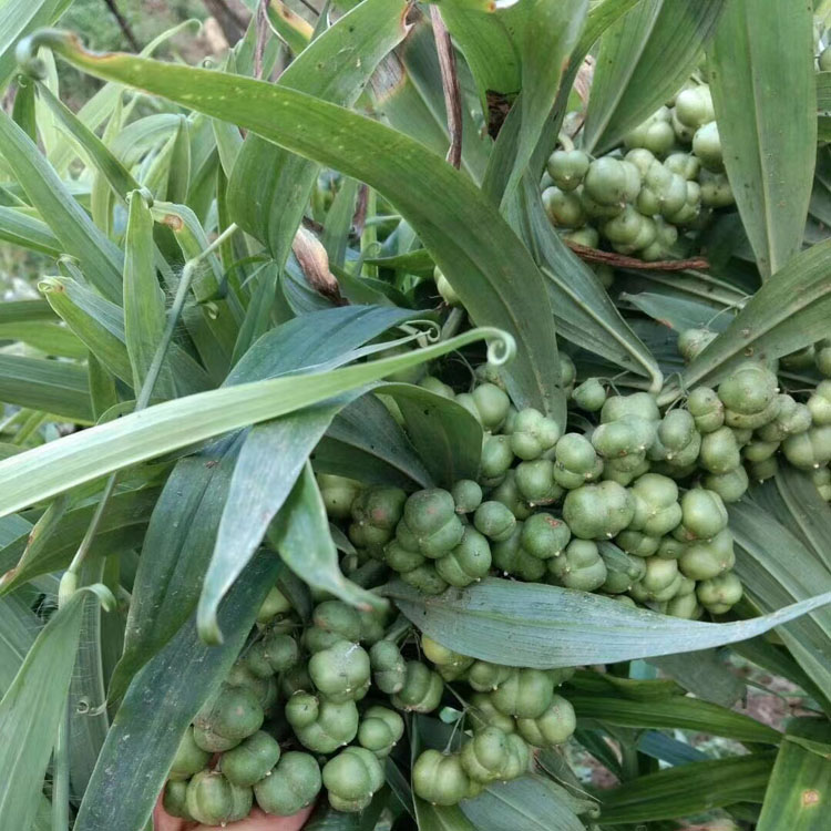 黄精种子 中药材种植基地直供 姜型甜黄精不倒苗