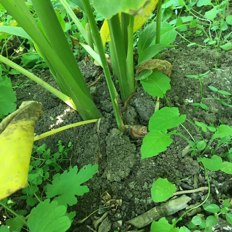 中药材姜黄郁金 批发 蔬菜调味用 农家种植