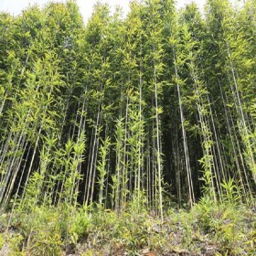 钢竹2.5米 千里乐绿化苗圃 批发各种规格绿化苗木