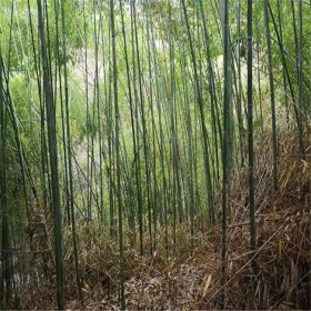 斑竹3米 千里乐绿化苗圃 批发各种规格绿化苗木