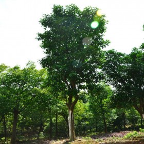香泡树12公分 千里乐绿化苗圃 批发各种规格绿化苗木